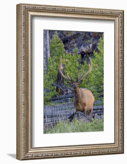 Rocky Mountain Bull Elk, Velvet Antlers-Ken Archer-Framed Photographic Print