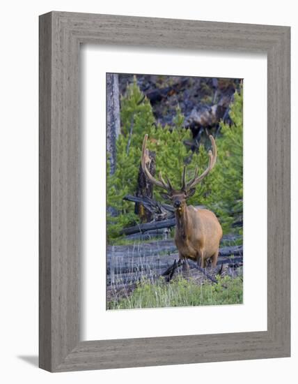 Rocky Mountain Bull Elk, Velvet Antlers-Ken Archer-Framed Photographic Print