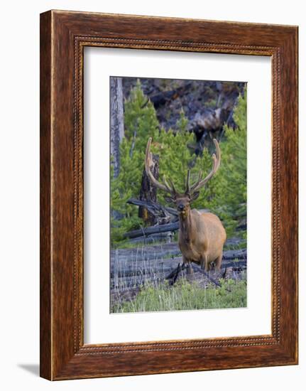 Rocky Mountain Bull Elk, Velvet Antlers-Ken Archer-Framed Photographic Print