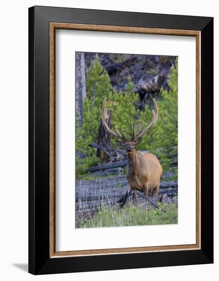 Rocky Mountain Bull Elk, Velvet Antlers-Ken Archer-Framed Photographic Print