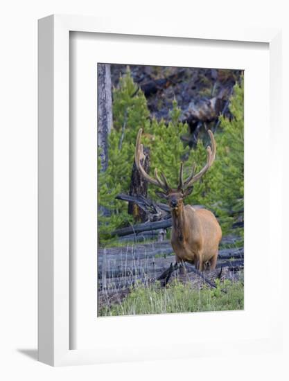 Rocky Mountain Bull Elk, Velvet Antlers-Ken Archer-Framed Photographic Print