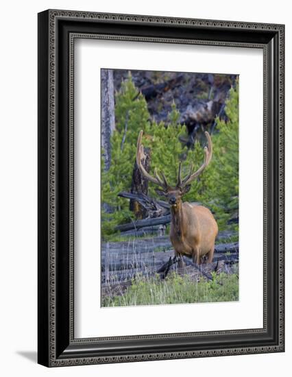 Rocky Mountain Bull Elk, Velvet Antlers-Ken Archer-Framed Photographic Print