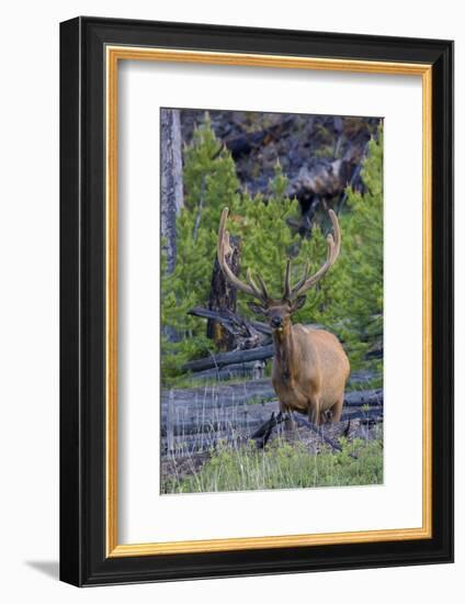 Rocky Mountain Bull Elk, Velvet Antlers-Ken Archer-Framed Photographic Print