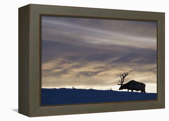 Rocky Mountain Bull Elk, Winter Sunset-Ken Archer-Framed Premier Image Canvas