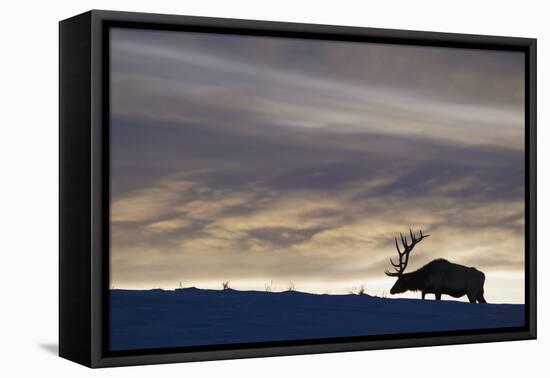 Rocky Mountain Bull Elk, Winter Sunset-Ken Archer-Framed Premier Image Canvas