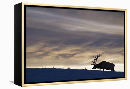 Rocky Mountain Bull Elk, Winter Sunset-Ken Archer-Framed Premier Image Canvas