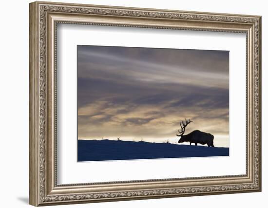 Rocky Mountain Bull Elk, Winter Sunset-Ken Archer-Framed Photographic Print