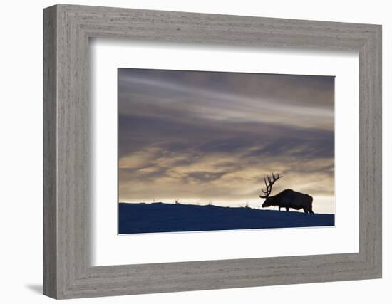 Rocky Mountain Bull Elk, Winter Sunset-Ken Archer-Framed Photographic Print