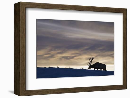 Rocky Mountain Bull Elk, Winter Sunset-Ken Archer-Framed Photographic Print