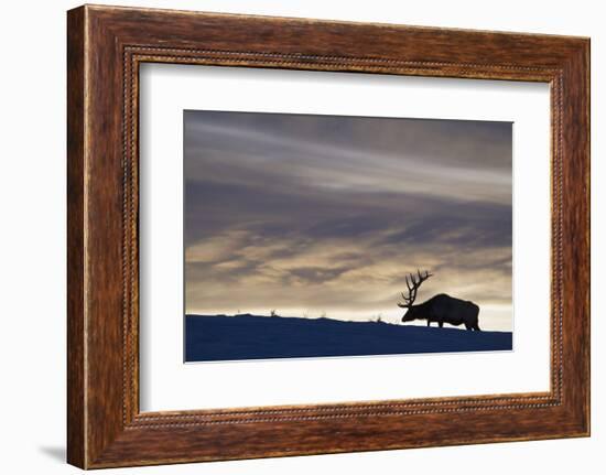 Rocky Mountain Bull Elk, Winter Sunset-Ken Archer-Framed Photographic Print