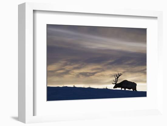 Rocky Mountain Bull Elk, Winter Sunset-Ken Archer-Framed Photographic Print