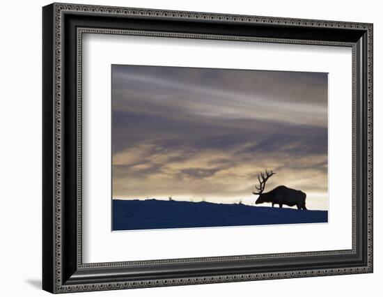 Rocky Mountain Bull Elk, Winter Sunset-Ken Archer-Framed Photographic Print