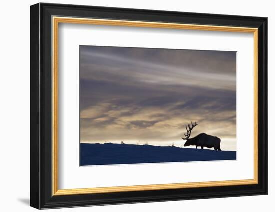 Rocky Mountain Bull Elk, Winter Sunset-Ken Archer-Framed Photographic Print