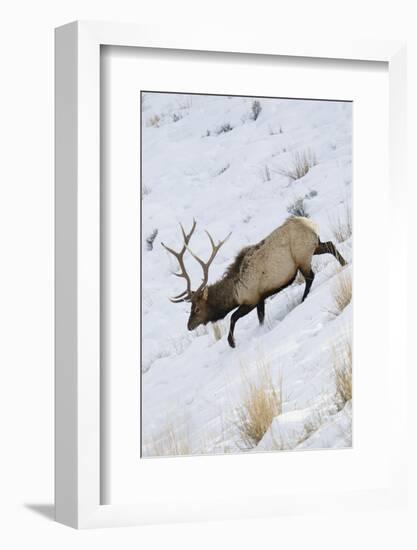 Rocky Mountain Bull Elk, Winter-Ken Archer-Framed Photographic Print