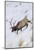 Rocky Mountain Bull Elk, Winter-Ken Archer-Mounted Photographic Print