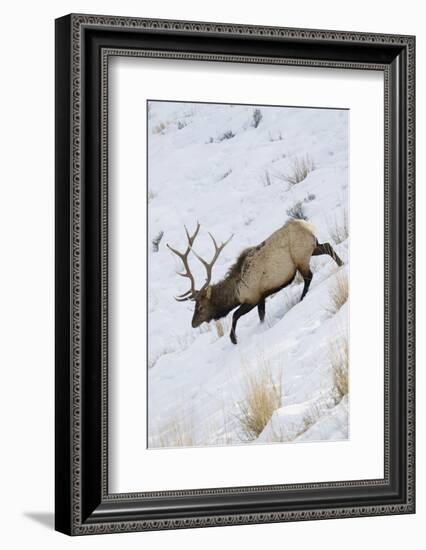 Rocky Mountain Bull Elk, Winter-Ken Archer-Framed Photographic Print