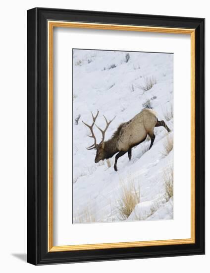 Rocky Mountain Bull Elk, Winter-Ken Archer-Framed Photographic Print