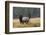 Rocky Mountain Bull Elk with Cow, Autumn Rain-Ken Archer-Framed Photographic Print