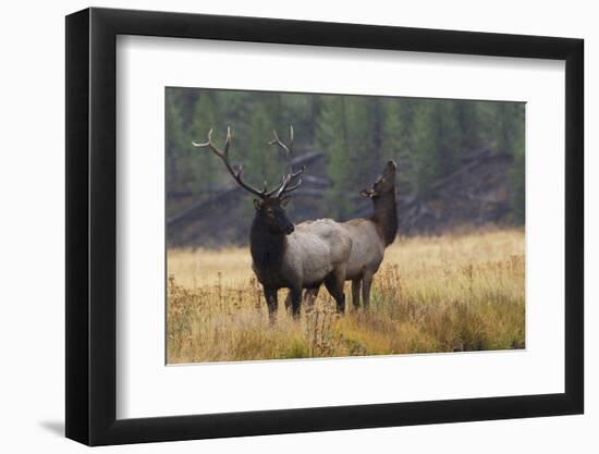 Rocky Mountain Bull Elk with Cow, Autumn Rain-Ken Archer-Framed Photographic Print