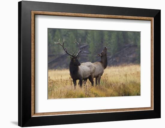 Rocky Mountain Bull Elk with Cow, Autumn Rain-Ken Archer-Framed Photographic Print