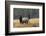 Rocky Mountain Bull Elk with Cow, Autumn Rain-Ken Archer-Framed Photographic Print