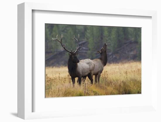 Rocky Mountain Bull Elk with Cow, Autumn Rain-Ken Archer-Framed Photographic Print