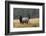 Rocky Mountain Bull Elk with Cow, Autumn Rain-Ken Archer-Framed Photographic Print