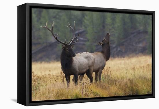 Rocky Mountain Bull Elk with Cow, Autumn Rain-Ken Archer-Framed Premier Image Canvas