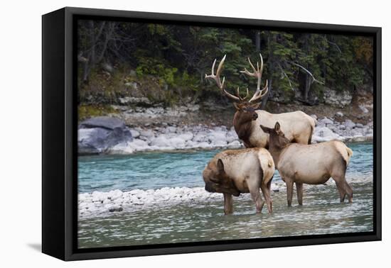 Rocky Mountain Bull Elk with Cows-Ken Archer-Framed Premier Image Canvas