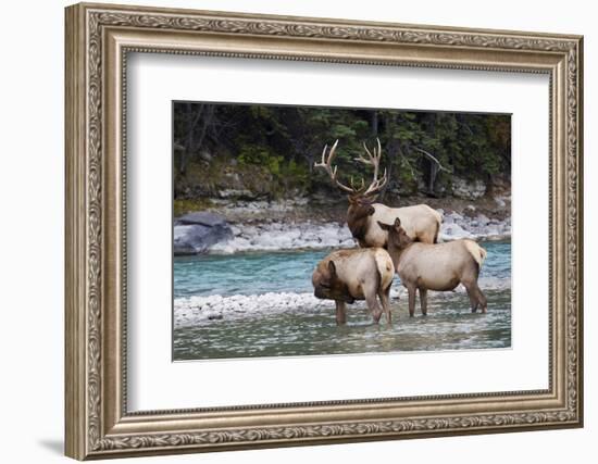 Rocky Mountain Bull Elk with Cows-Ken Archer-Framed Photographic Print