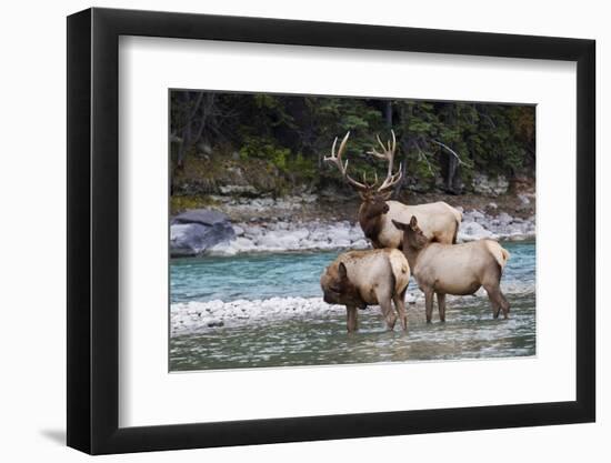 Rocky Mountain Bull Elk with Cows-Ken Archer-Framed Photographic Print