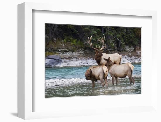 Rocky Mountain Bull Elk with Cows-Ken Archer-Framed Photographic Print