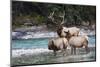 Rocky Mountain Bull Elk with Cows-Ken Archer-Mounted Photographic Print