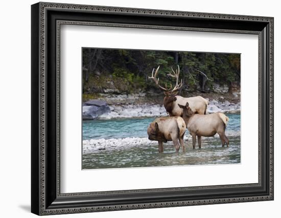 Rocky Mountain Bull Elk with Cows-Ken Archer-Framed Photographic Print