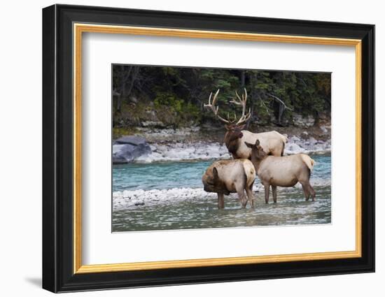 Rocky Mountain Bull Elk with Cows-Ken Archer-Framed Photographic Print