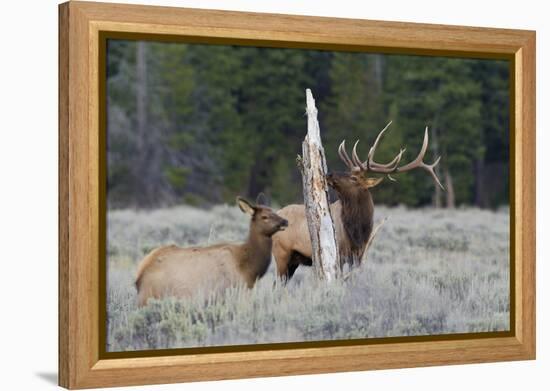 Rocky Mountain Bull Elk-Ken Archer-Framed Premier Image Canvas