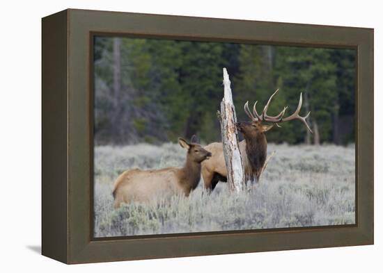 Rocky Mountain Bull Elk-Ken Archer-Framed Premier Image Canvas