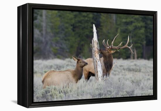 Rocky Mountain Bull Elk-Ken Archer-Framed Premier Image Canvas