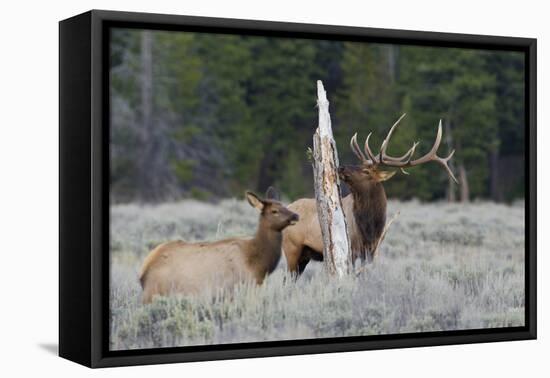 Rocky Mountain Bull Elk-Ken Archer-Framed Premier Image Canvas