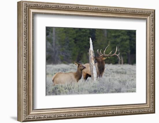 Rocky Mountain Bull Elk-Ken Archer-Framed Photographic Print