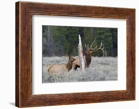 Rocky Mountain Bull Elk-Ken Archer-Framed Photographic Print