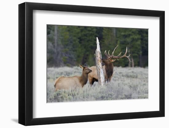 Rocky Mountain Bull Elk-Ken Archer-Framed Photographic Print