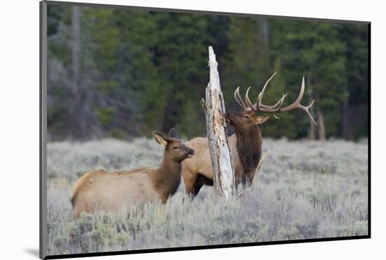 Rocky Mountain Bull Elk-Ken Archer-Mounted Photographic Print