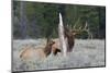 Rocky Mountain Bull Elk-Ken Archer-Mounted Photographic Print