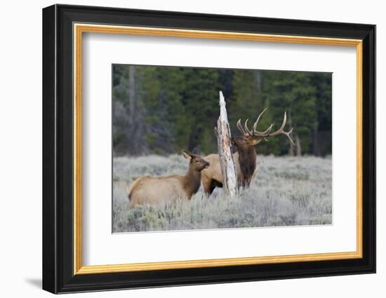 Rocky Mountain Bull Elk-Ken Archer-Framed Photographic Print