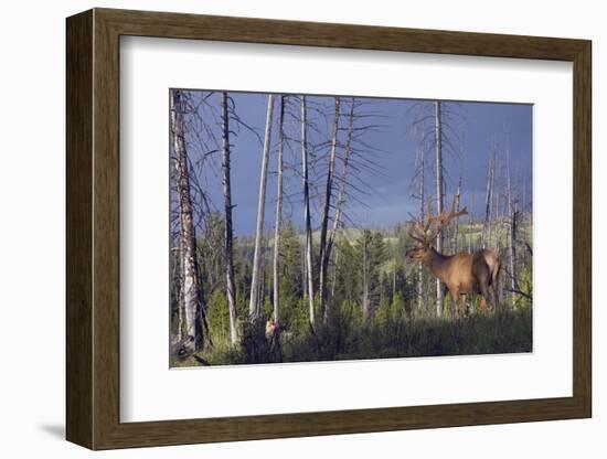 Rocky Mountain Bull Elk-Ken Archer-Framed Photographic Print