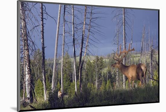 Rocky Mountain Bull Elk-Ken Archer-Mounted Photographic Print