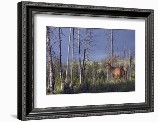 Rocky Mountain Bull Elk-Ken Archer-Framed Photographic Print