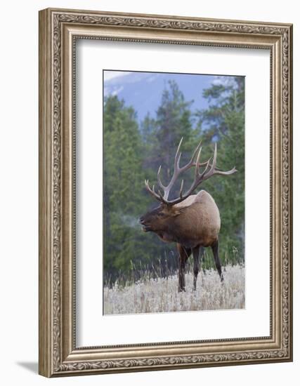 Rocky Mountain Bull Elk-Ken Archer-Framed Photographic Print