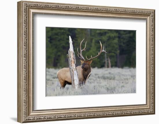 Rocky Mountain Bull Elk-Ken Archer-Framed Photographic Print